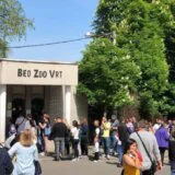 Koliko ljudi tokom godine ode u Beogradski zoološki vrt? 12
