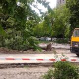 Počinje seča drveća u Novom Sadu, građani uznemireni 3