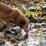 Novosadska udruženja o problemu pasa lutalica: "Ljudi kupuju pse jer ih žele deca, a kad shvate da su oni na kraju njihova obaveza, jednostavno ih se otarase" 2