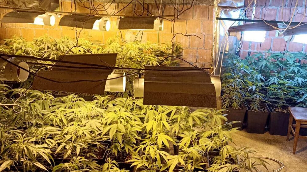 Policija u Starim Banovcima i Batajnici otkrila dve laboratorije za uzgoj marihuane 1