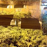 Policija u Starim Banovcima i Batajnici otkrila dve laboratorije za uzgoj marihuane 11