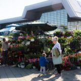 Novosadska cvetna pijaca sutra i prekosutra na platou ispred SPENS-a 3
