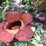 Čudesna priroda: Najveći cvet na svetu može da naraste do veličine otvorenog kišobrana 3