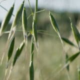 Biljka koja je osvojila planetu zahvaljujući neobičnoj veštini - može da 'hoda' i da se 'sakriva' (VIDEO) 7