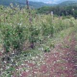 Uništeno voće i oštećeni seoski putevi u okolini Arilja 2