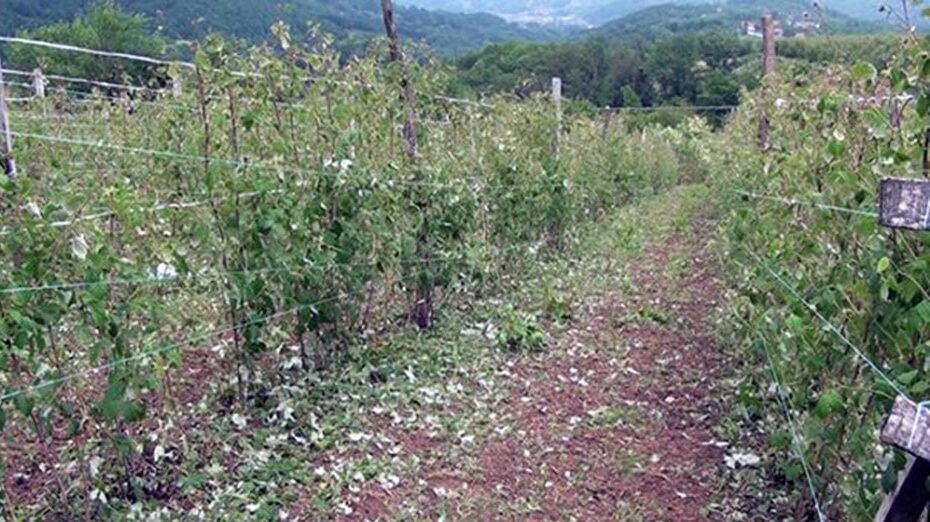 Uništeno voće i oštećeni seoski putevi u okolini Arilja 1