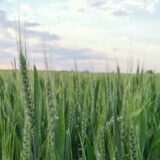 Danas sunčano i lepo vreme 3