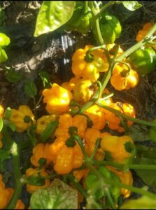 „Smrt iz Karoline“, najljuće i najskuplje papričice na svetu, rastu u Nikincima kod Šapca 4