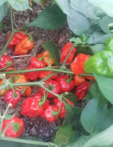 „Smrt iz Karoline“, najljuće i najskuplje papričice na svetu, rastu u Nikincima kod Šapca 3