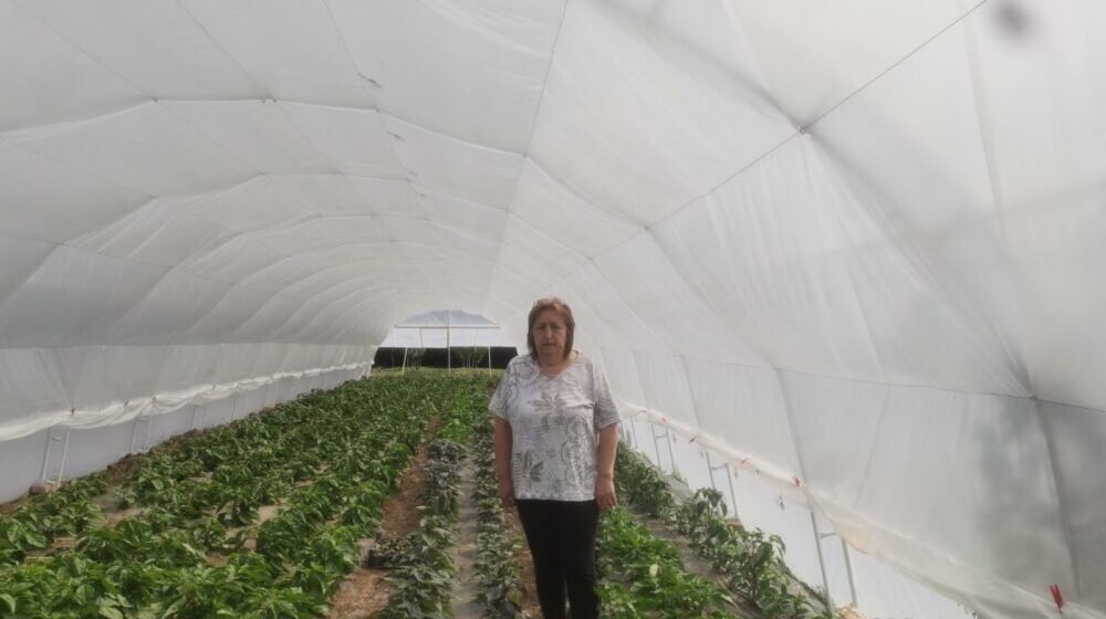 „Smrt iz Karoline“, najljuće i najskuplje papričice na svetu, rastu u Nikincima kod Šapca 1