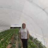 „Smrt iz Karoline“, najljuće i najskuplje papričice na svetu, rastu u Nikincima kod Šapca 3