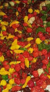 „Smrt iz Karoline“, najljuće i najskuplje papričice na svetu, rastu u Nikincima kod Šapca 2