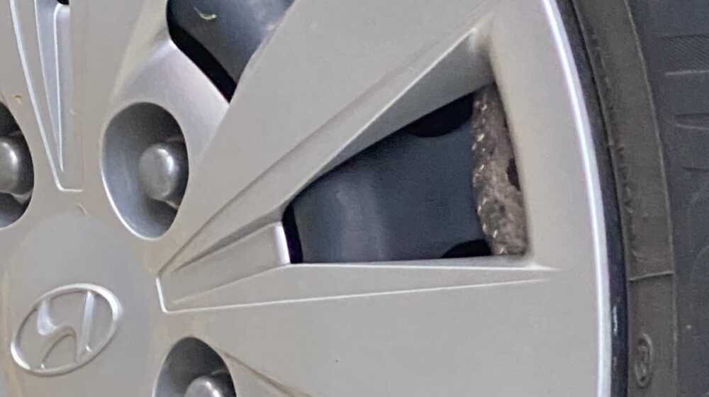 "Miloš je vukao za rep poskoka, a on je siktao i hteo da ga ujede": Filmska priča Kragujevčanke kojoj se zmija zavukla u auto 1