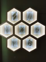 Lekovito bilje Banata NMZ 2 Kamilica, majčina dušica, hajdučka trava sada u stalnoj postavci zrenjaninskog muzeja 4