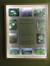 Lekovito bilje Banata NMZ 3 Kamilica, majčina dušica, hajdučka trava sada u stalnoj postavci zrenjaninskog muzeja 2