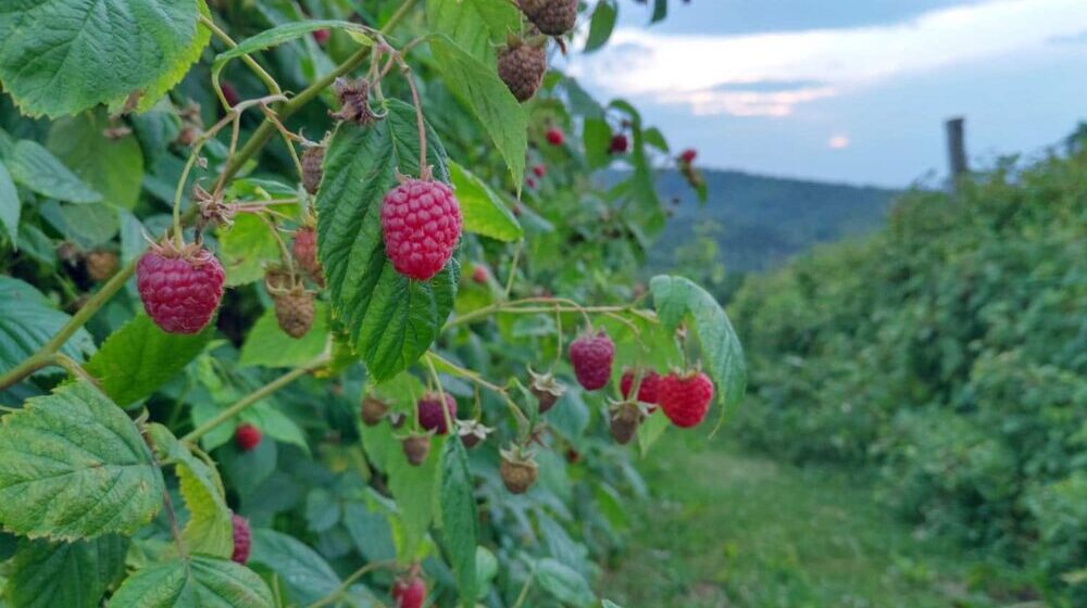 Malinari iz Arilja prete bacanjem voća zbog "socijalne cene" otkupa 1