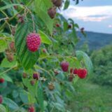 Malinari iz Arilja prete bacanjem voća zbog "socijalne cene" otkupa 5
