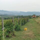 Zbog nedostatka domaće radne snage, maline će brati i radnici iz Indije, Nepala, Pakistana, Moldavije 9