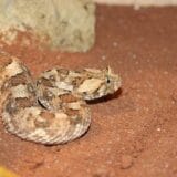 Zmije se razmilele u Nišu: Jedan poskok ujeo čoveka, a drugi prestravio ljude u tržnom centru 4