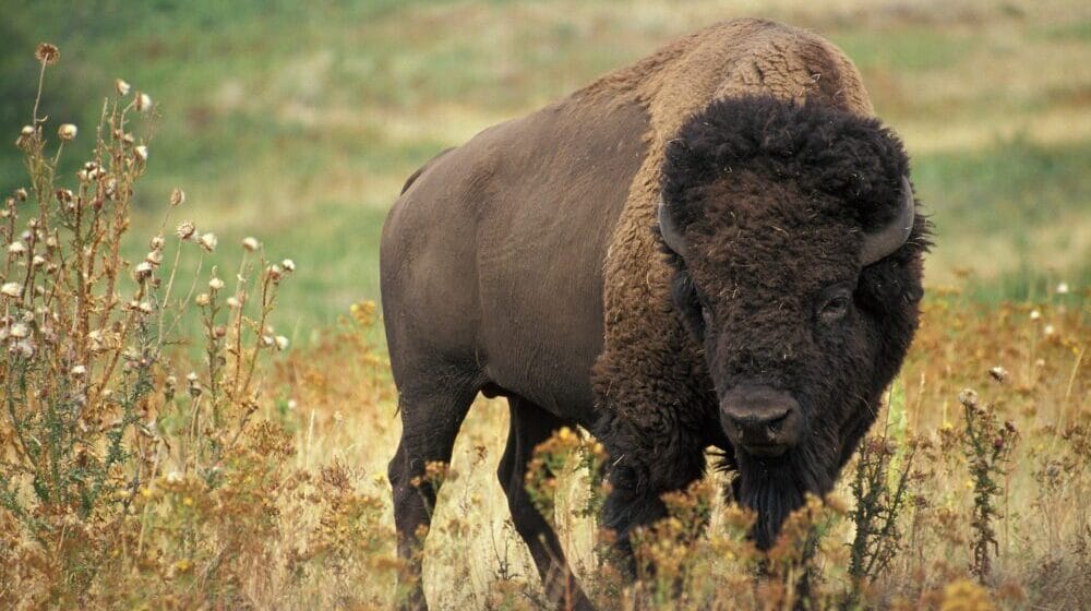 Pet bizona na Fruškoj Gori dobilo imena: Jedan bizon nazvan Đuka 17