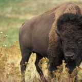 Pet bizona na Fruškoj Gori dobilo imena, jedan nazvan Đuka 2