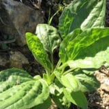 Čaj od bokvice - kako napraviti i za šta je delotvoran? 2