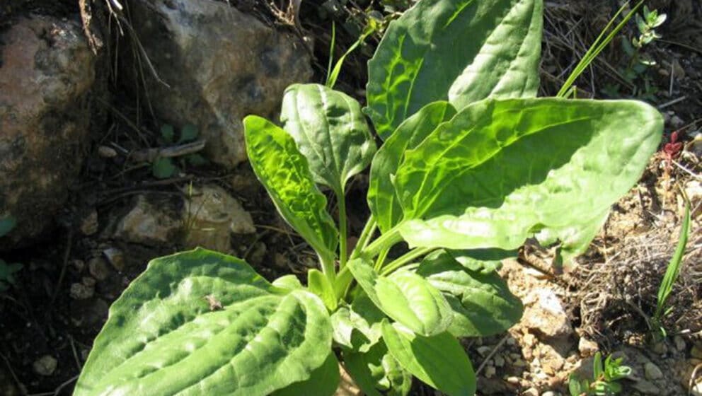 Čaj od bokvice - kako napraviti i za šta je delotvoran? 1