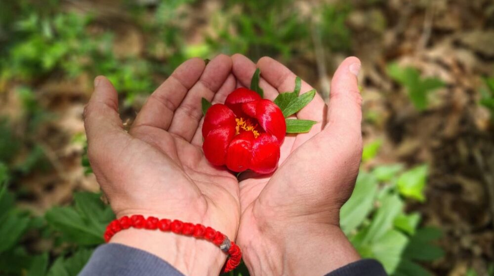 Zaječar: Kosovski božuri u Gamzigradskoj banji štite i od kletvi 1