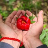 Zaječar: Kosovski božuri u Gamzigradskoj banji štite i od kletvi 9