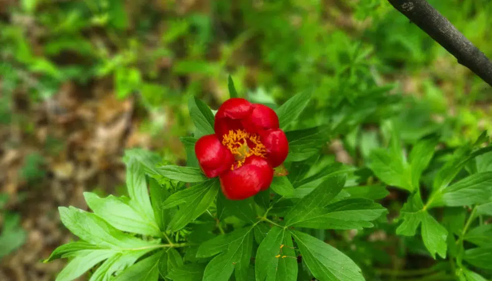 Zaječar: Kosovski božuri u Gamzigradskoj banji štite i od kletvi 2