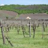 Mađarska (1): Priroda podređena vinu 11