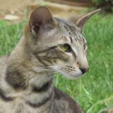 Tajland: Priča o kralju i mačkama 13