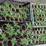 Uhapšena grupa mladića osumnjičena za proizvodnju i prodaju narkotika na jugu Srbije 11