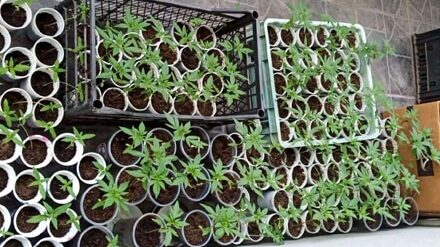 Uhapšena grupa mladića osumnjičena za proizvodnju i prodaju narkotika na jugu Srbije 1