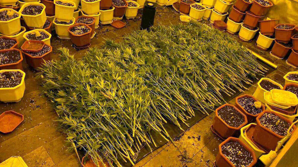 U Nišu pronađena laboratorija za uzgoj marihuane 1