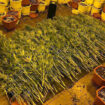 U Nišu pronađena laboratorija za uzgoj marihuane 15