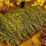 U Nišu pronađena laboratorija za uzgoj marihuane 11