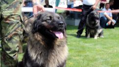 Ministarstvo odbrane: Službeni psi Vojske Srbije osvojili sedam priznanja na manifestacijama u Nišu 5