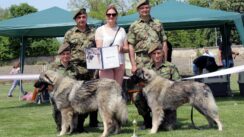 Ministarstvo odbrane: Službeni psi Vojske Srbije osvojili sedam priznanja na manifestacijama u Nišu 4