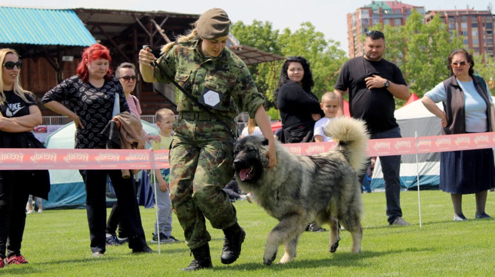 Ministarstvo odbrane: Službeni psi Vojske Srbije osvojili sedam priznanja na manifestacijama u Nišu 1