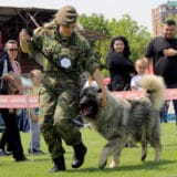 Ministarstvo odbrane: Službeni psi Vojske Srbije osvojili sedam priznanja na manifestacijama u Nišu 15
