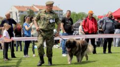 Ministarstvo odbrane: Službeni psi Vojske Srbije osvojili sedam priznanja na manifestacijama u Nišu 3