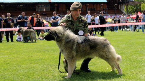 Ministarstvo odbrane: Službeni psi Vojske Srbije osvojili sedam priznanja na manifestacijama u Nišu 6