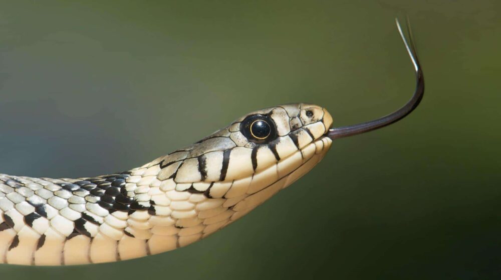 Nemačka policija otkrila farmu sa 110 opasnih zmija 1