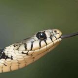 Nemačka policija otkrila farmu sa 110 opasnih zmija 4