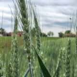 Koliko će majska suša uticati na useve u Subotici 3