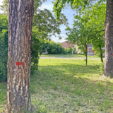 Zrenjaninci zabrinuti zbog crvene boje na drveću u Karađorđevom parku, nadležni ćute 5