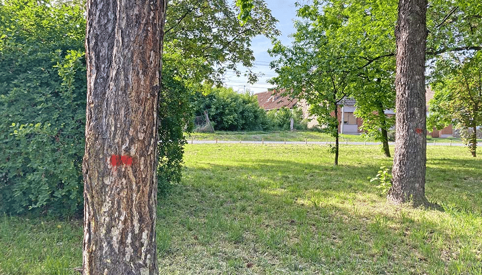 Zrenjaninci zabrinuti zbog crvene boje na drveću u Karađorđevom parku, nadležni ćute 1