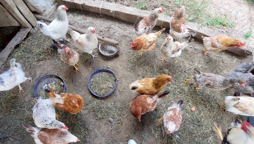 Porodica iz Rusije zamenila Moskvu selom pored Zaječara: Rat u Ukrajini je uništio našu ekonomiju ali o tome se ćuti 4 Porodica iz Rusije zamenila Moskvu selom pored Zaječara: Rat u Ukrajini je uništio našu ekonomiju ali o tome se ćuti 4