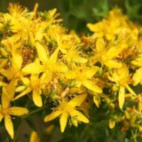 Za šta se sve koristi kantarion? 1